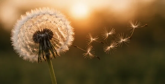 Pusteblume