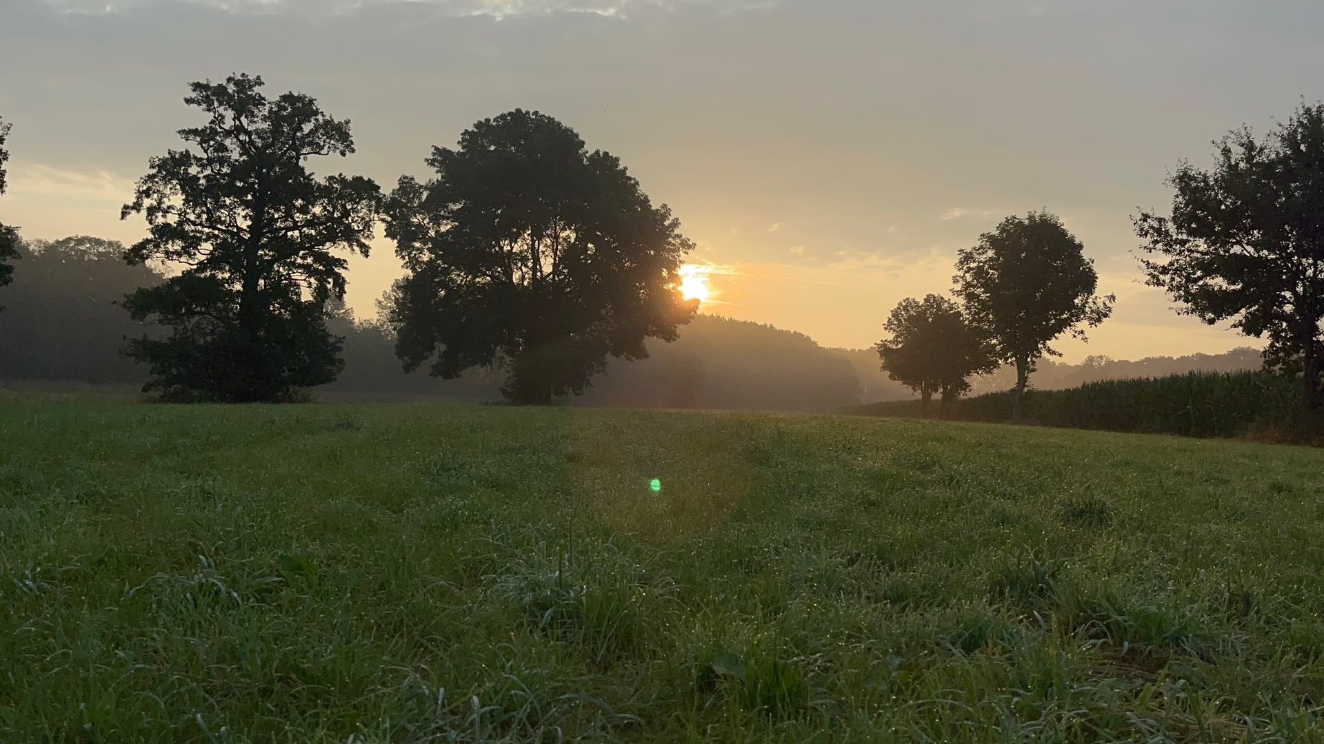 Wiese und Bäume im ruhigen Abendlicht