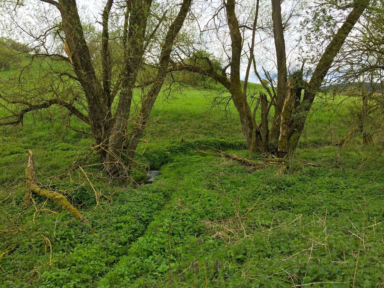 Alte Bäume mit dichtem Grün als Bild für Wurzeln und Beziehungen
