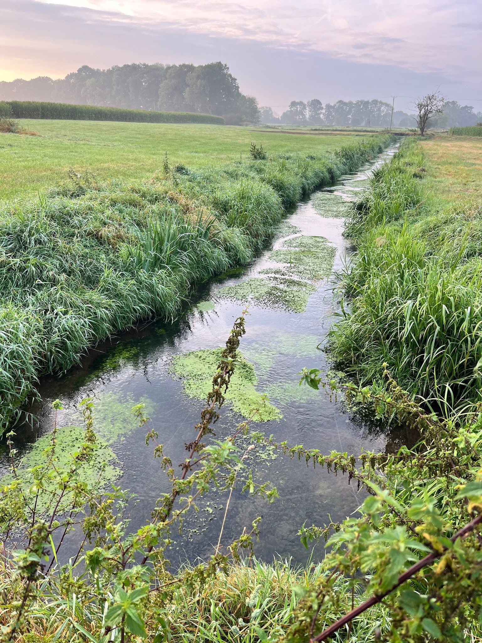 Kleiner Bach in einer grünen Wiese