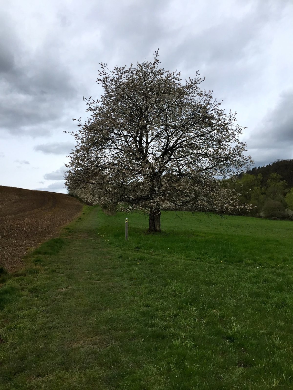 Ein blühender Baum als Zeichen für Wachstum und Neubeginn