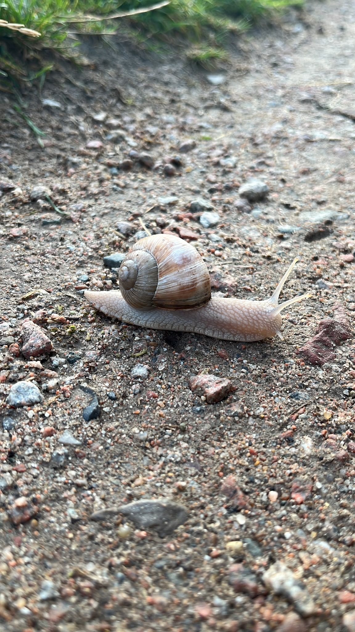 Schnecke auf einem Naturweg als Bild für Entwicklung im eigenen Tempo